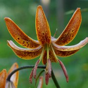 Paisley Hybrid - floret